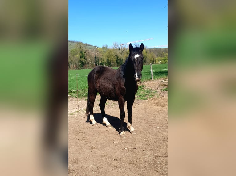 Selle Français Étalon 2 Ans 145 cm Noir in Dinsheim-sur-Bruche