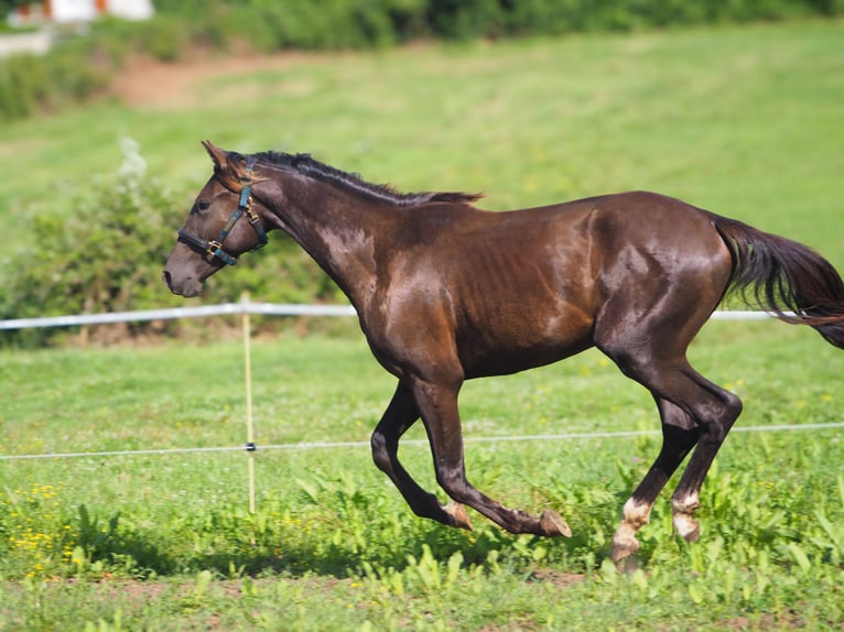 Selle Français Étalon 2 Ans 164 cm Grullo in Chateau Garnier