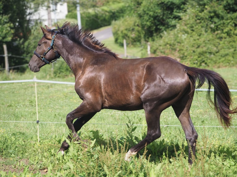 Selle Français Étalon 2 Ans 164 cm Grullo in Chateau Garnier