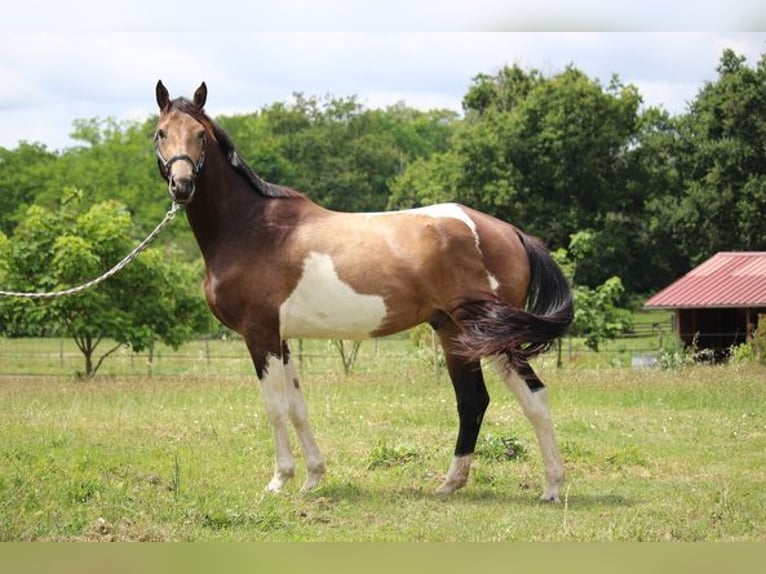 Selle Français Étalon 3 Ans 166 cm Tobiano-toutes couleurs in Castres-Gironde