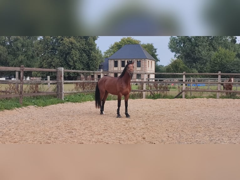 Selle Français Étalon 3 Ans 167 cm Bai cerise in ROYVILLE