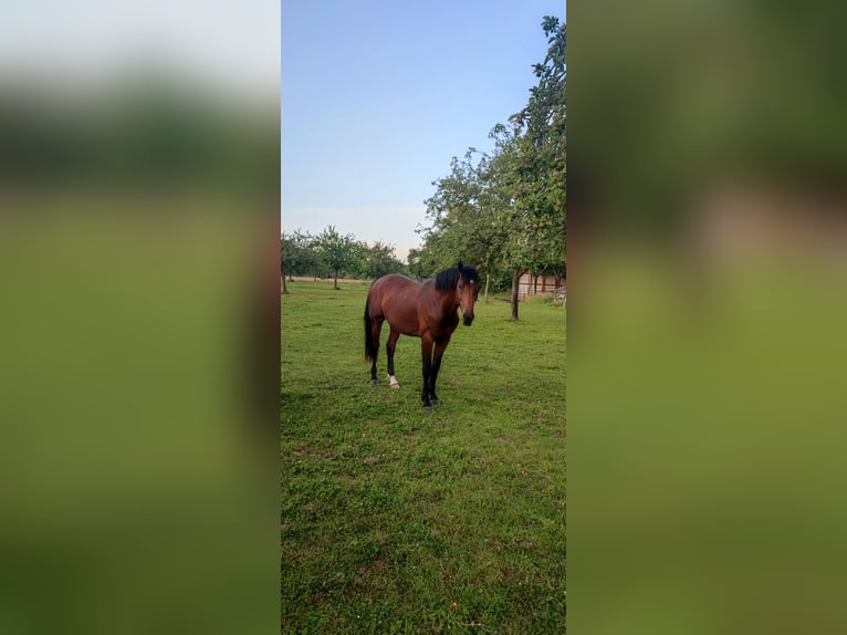 Selle Français Étalon 3 Ans 167 cm Bai cerise in ROYVILLE