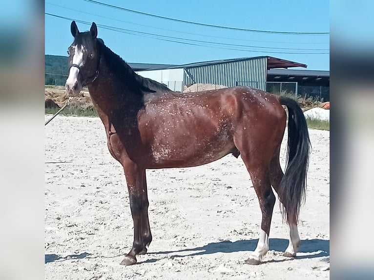 Selle Français Étalon 3 Ans 168 cm Bai in Fleurey-sur-Ouche