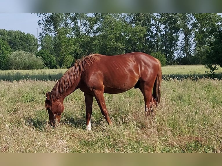 Selle Français Étalon 3 Ans 170 cm Alezan in POZNAŃ