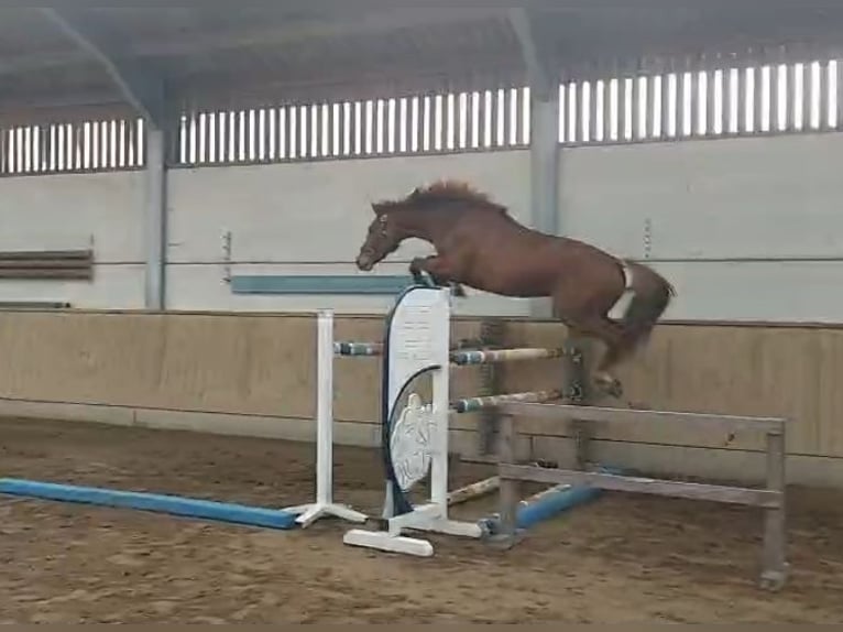 Selle Français Étalon 3 Ans 172 cm Alezan in POZNAŃ