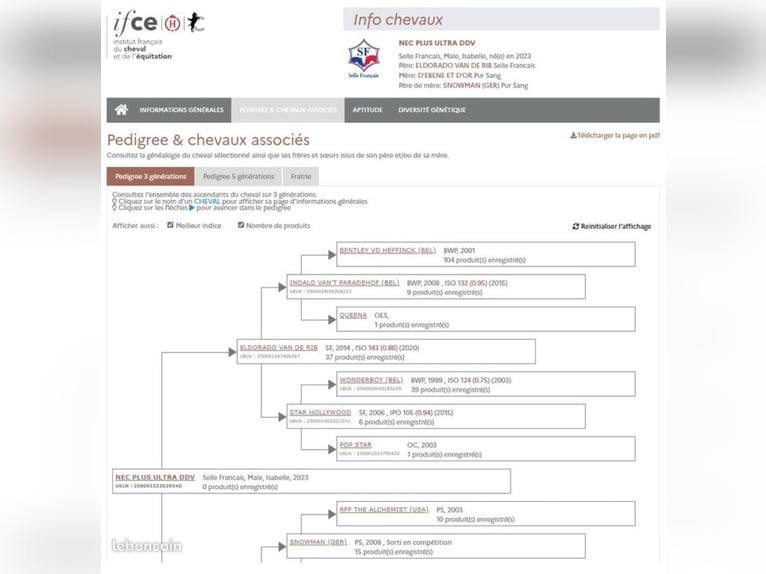 Selle Français Étalon 3 Ans 173 cm Isabelle in Lamorlaye