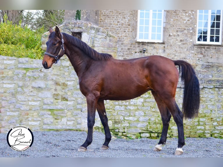 Selle Français Étalon 4 Ans 164 cm Bai brun foncé in Saint-Lô