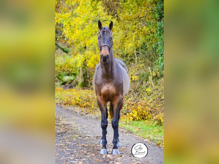 Selle Français Étalon 4 Ans 168 cm Bai brun foncé in Saint-Lô