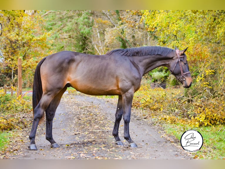 Selle Français Étalon 4 Ans 168 cm Bai brun foncé in Saint-Lô