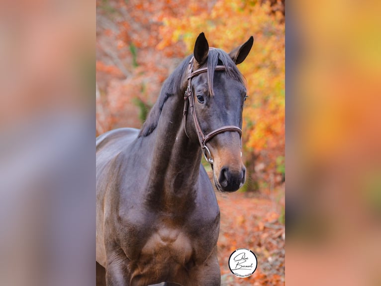 Selle Français Étalon 4 Ans 168 cm Bai brun foncé in Saint-Lô