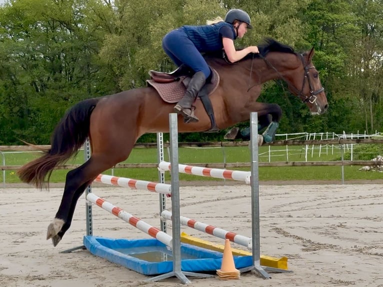 Selle Français Étalon 4 Ans 170 cm Bai in Divonne