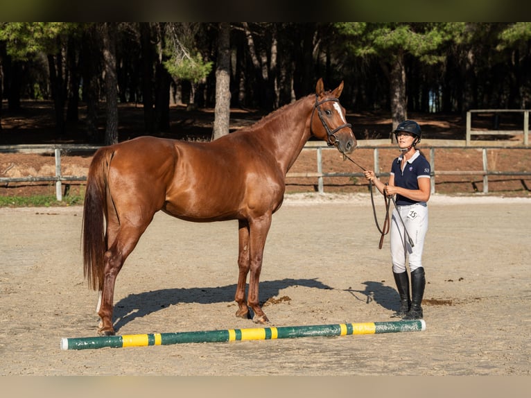 Selle Français Étalon 4 Ans 172 cm Alezan in Vénéjan
