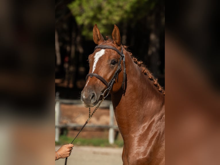 Selle Français Étalon 4 Ans 172 cm Alezan in Vénéjan