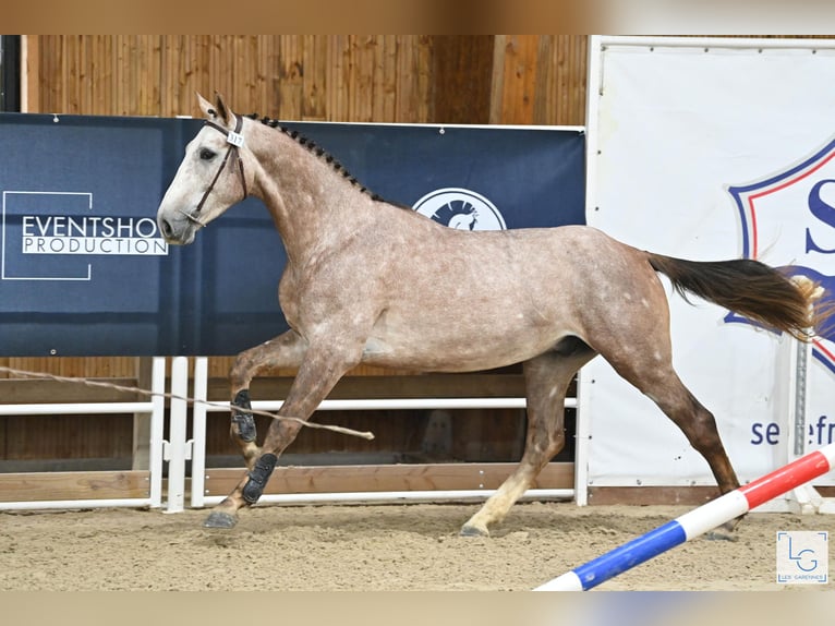 Selle Français Étalon 4 Ans 173 cm in Saint André de cruzieres