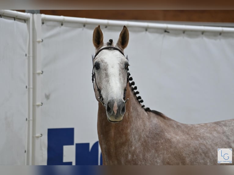 Selle Français Étalon 4 Ans 173 cm in Saint André de cruzieres