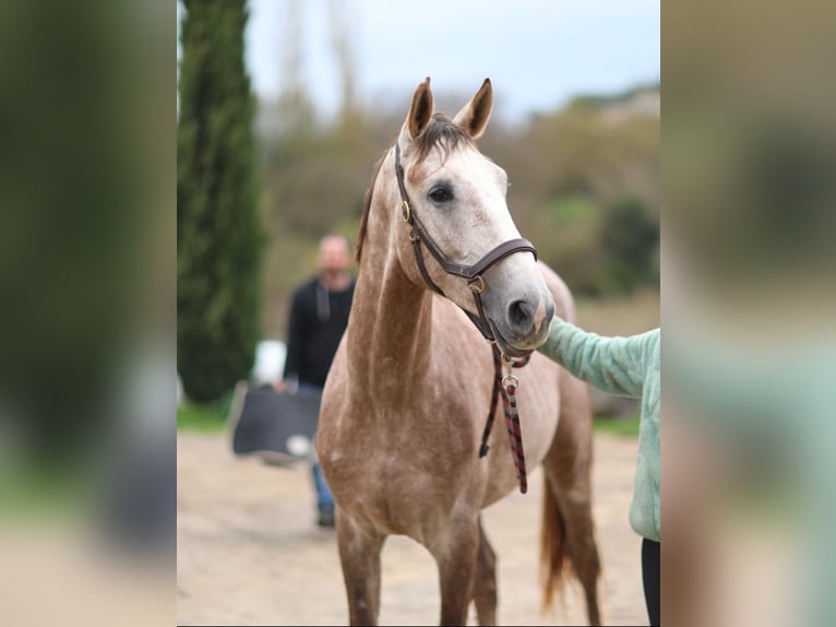 Selle Français Étalon 4 Ans 173 cm in Saint André de cruzieres