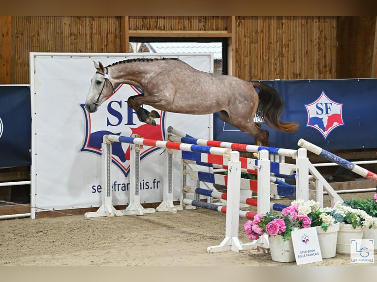 Selle Français Étalon 4 Ans 173 cm in Saint André de cruzieres