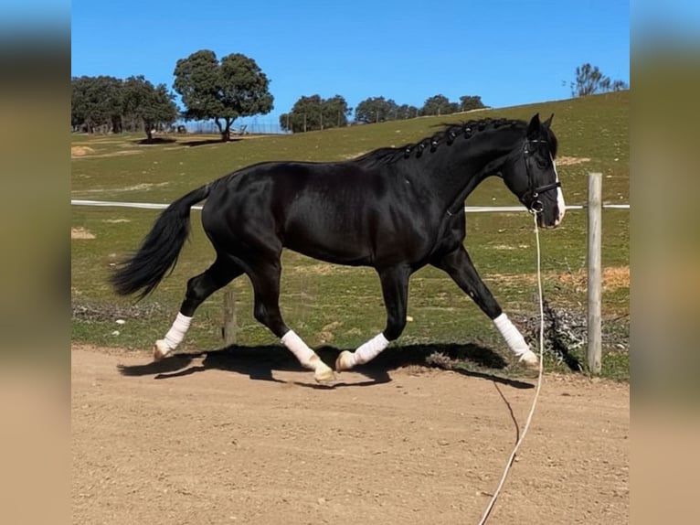 Selle Français Étalon 7 Ans 170 cm Noir in Villaviciosa De Odon