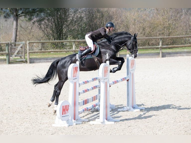 Selle Français Étalon 8 Ans 172 cm Bai brun foncé in Saint L&#xF4;