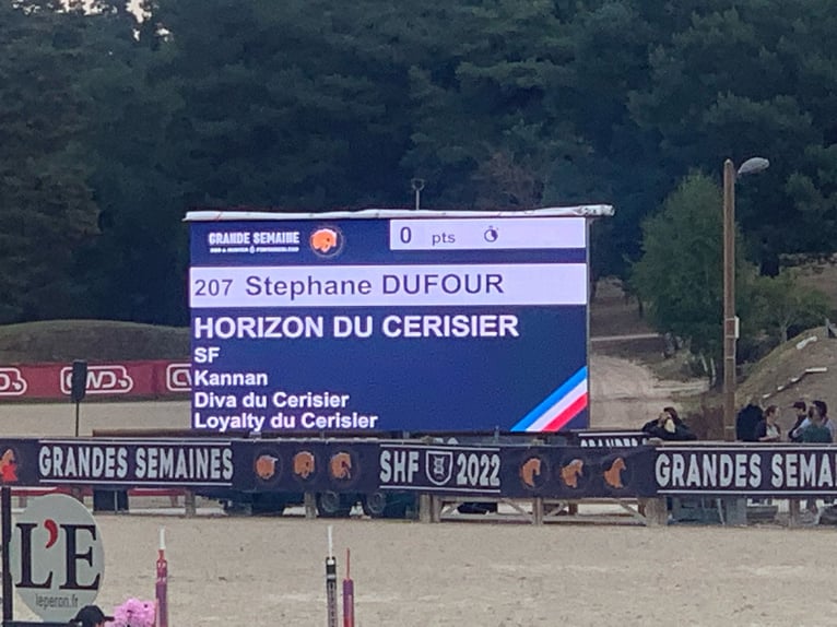 Selle Français Étalon 8 Ans 172 cm Bai brun foncé in Stuhr