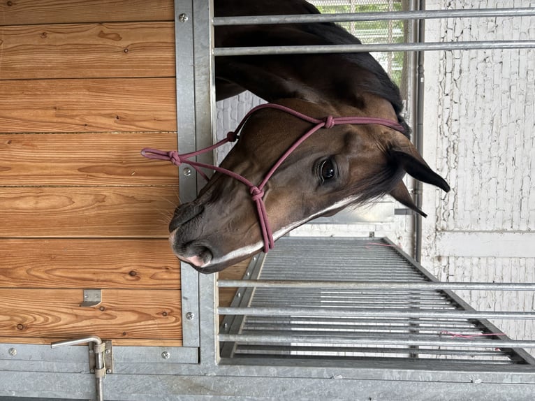 Selle Français Étalon 9 Ans 162 cm Bai brun foncé in Lille