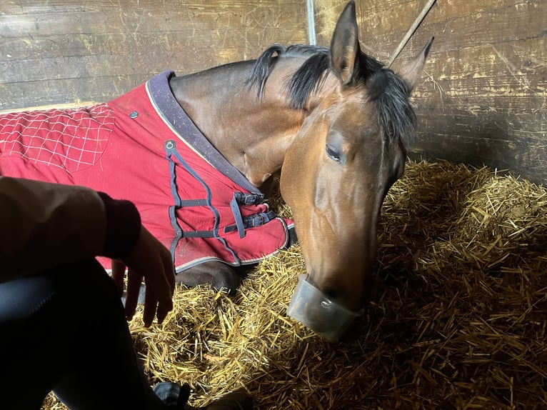 Selle Français Étalon 9 Ans 168 cm Bai in Souvigny-En-Sologne