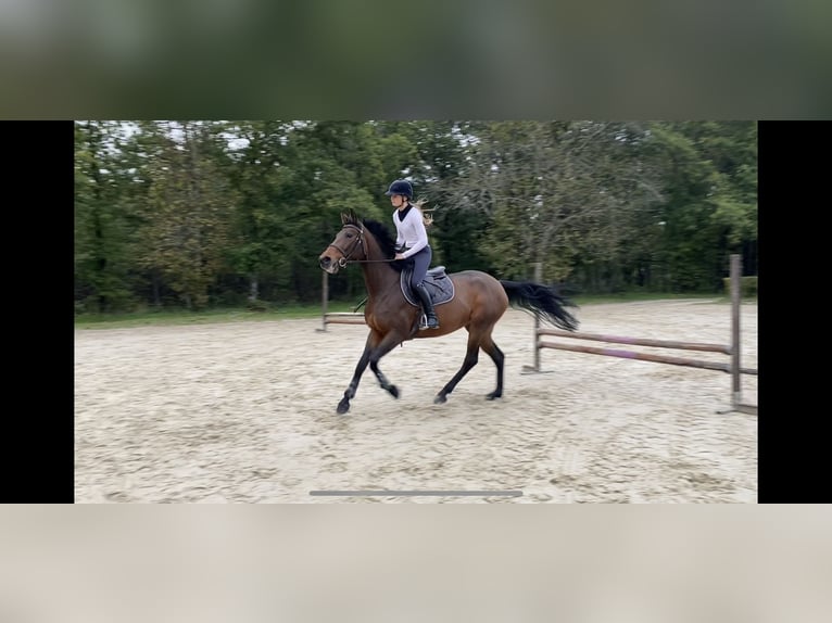 Selle Français Étalon 9 Ans 168 cm Bai in Souvigny-En-Sologne