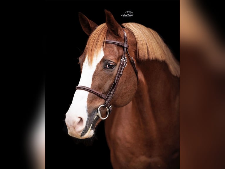 Selle Français Étalon Alezan brûlé in Lemwerder