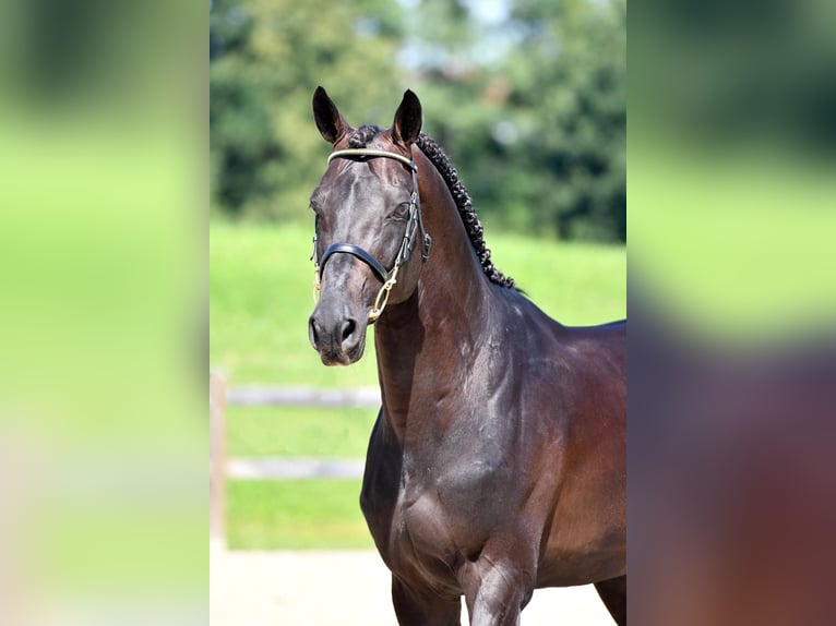 Selle Français Étalon Bai brun in Pfarrkirchen