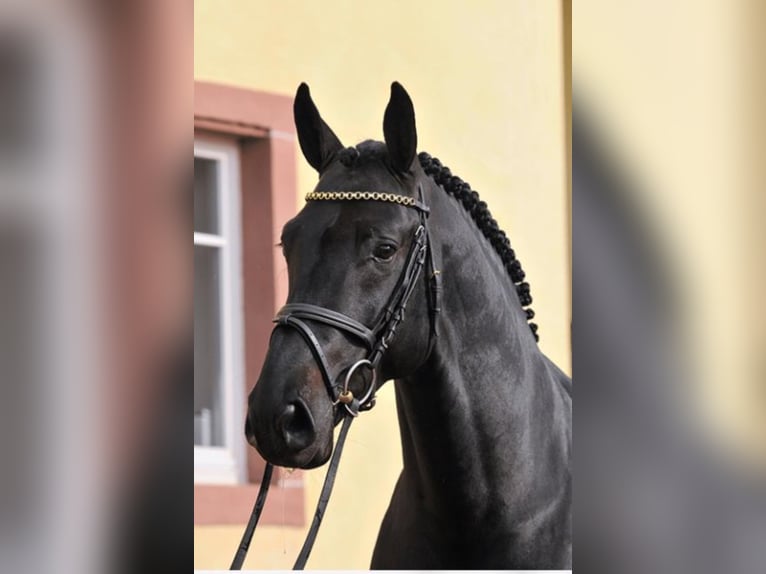 Selle Français Étalon in Umpfenbach