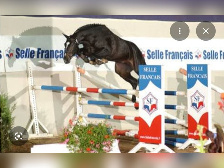 Selle Français Étalon Noir in Mutzig