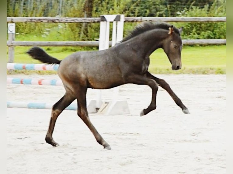 Selle Français Étalon Poulain (07/2024) 140 cm Bai in Eijsden