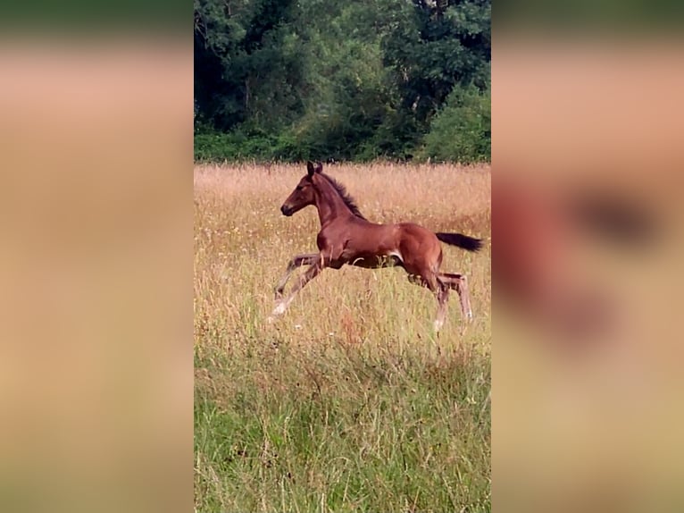 Selle Français Étalon Poulain (06/2025) 168 cm Bai in Puy de serre