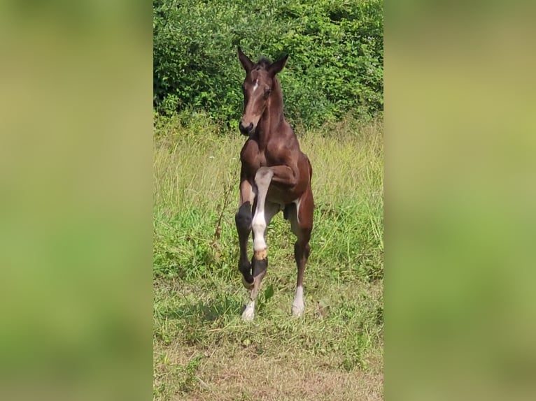 Selle Français Étalon Poulain (06/2025) 168 cm Bai in Puy de serre