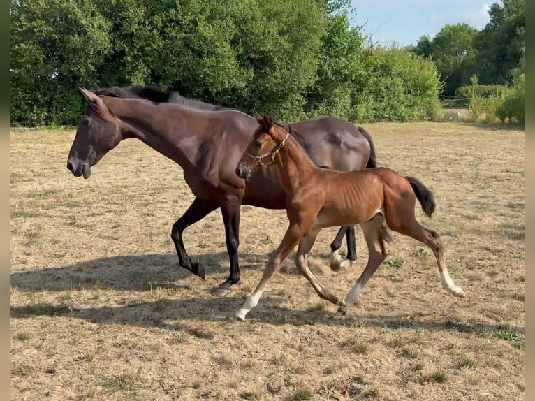 Selle Français Étalon Poulain (06/2025) 168 cm Bai in Puy de serre
