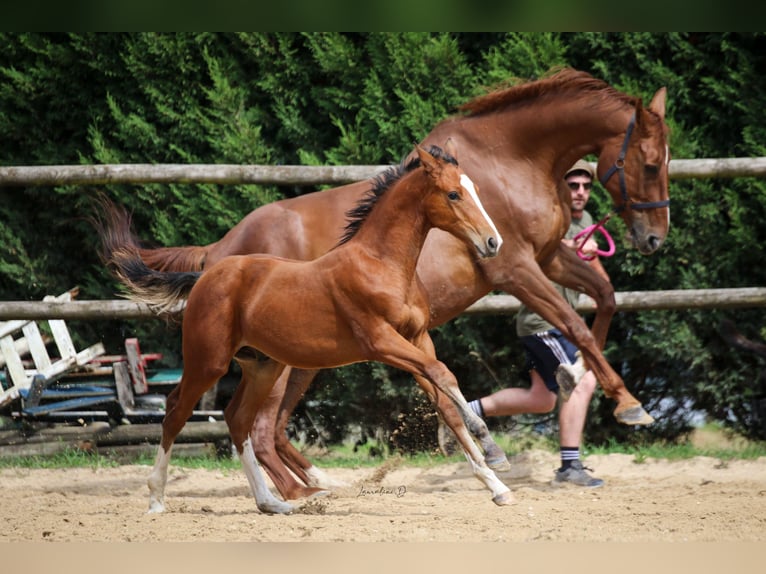 Selle Français Étalon Poulain (05/2024) 170 cm Bai in Moyon