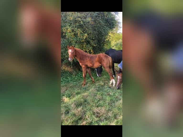 Selle Français Étalon Poulain (06/2024) Alezan brûlé in DURCET