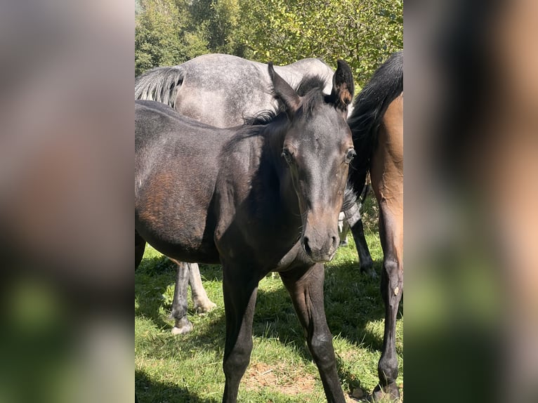 Selle Français Étalon Poulain (05/2026) Bai brun in Villé