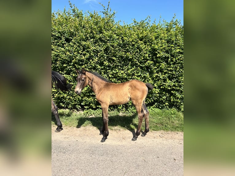 Selle Français Étalon  Bai brun in DOMMARTIN-AUX-BOIS