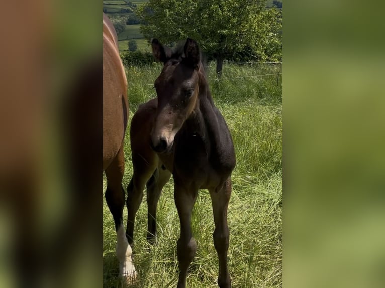 Selle Français Étalon  Bai brun foncé in Cluny