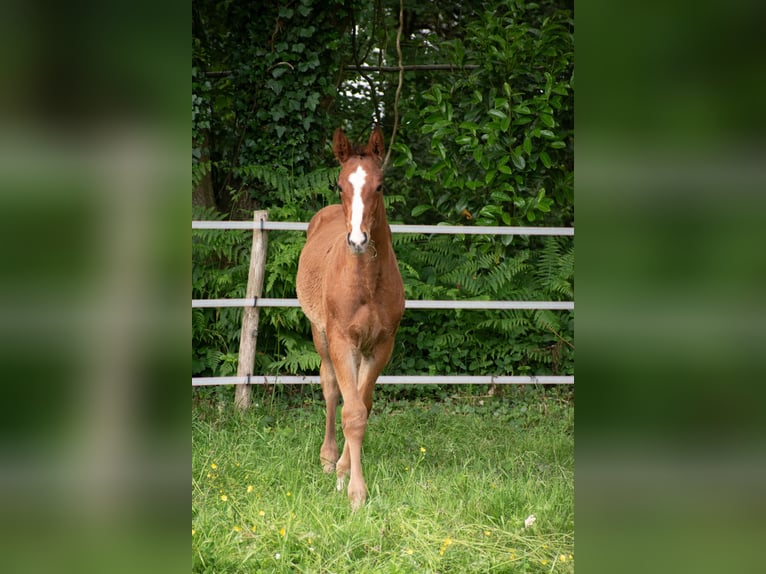 Selle Français Étalon Poulain (03/2025) Bai in Baulon