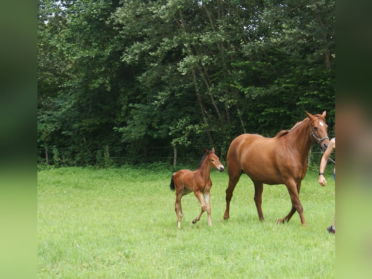 Selle Français Étalon Poulain (06/2024) Bai in dampierre