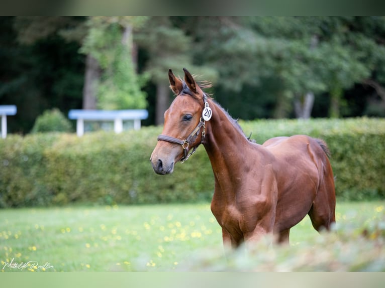 Selle Français Étalon Poulain (04/2024) Bai in Yvetot