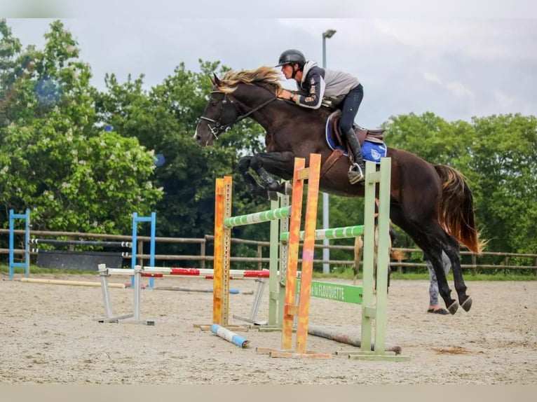 Selle Français Étalon Poulain (06/2024) in Aspres-sur-Buëch