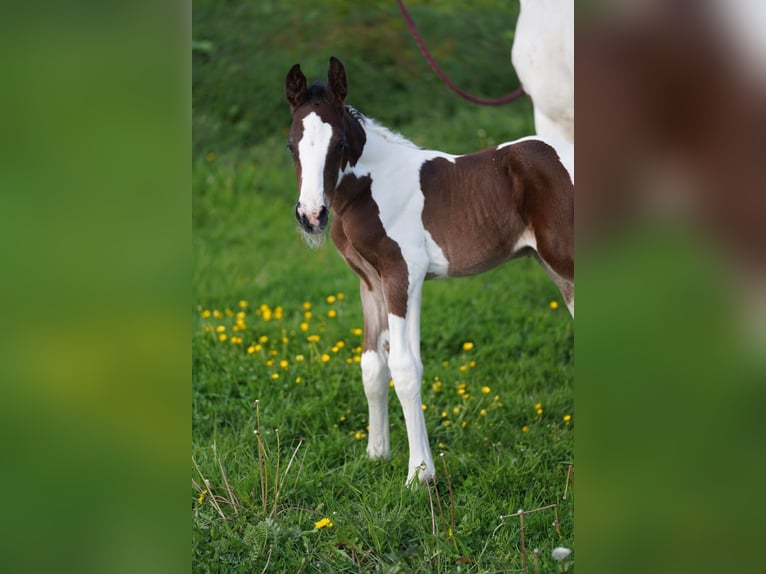 Selle Français Étalon  Tobiano-toutes couleurs in Morlaix