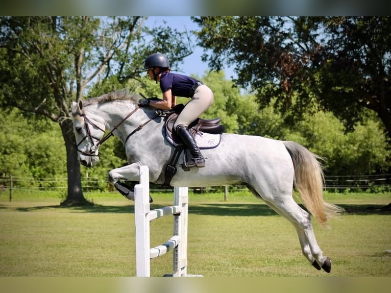 Selle Français Gelding 10 years 15 hh Can be white in Bristol (City of Bristol)