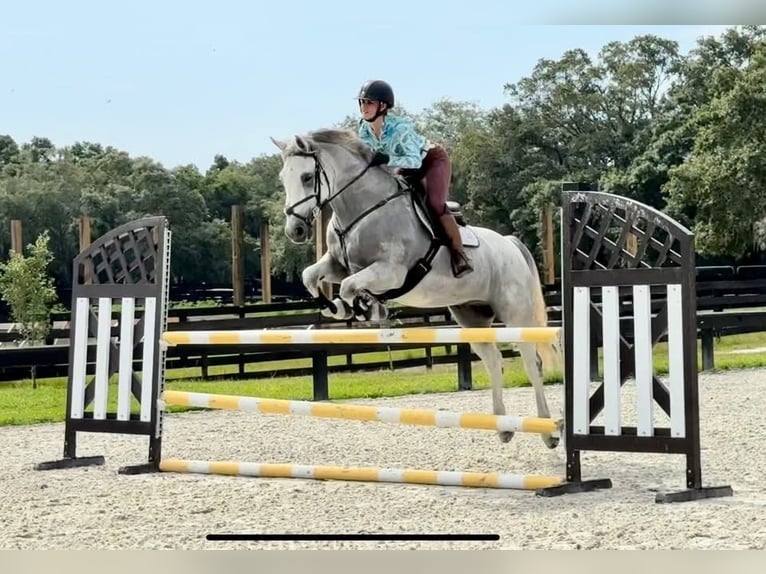Selle Français Gelding 10 years 15 hh Can be white in Bristol (City of Bristol)