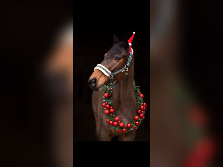 Selle Français Gelding 10 years 16.1 hh Bay-Dark in Dettighofen