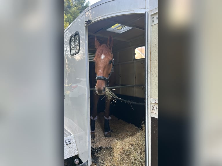 Selle Français Gelding 10 years 16,3 hh Bay in Arteixo