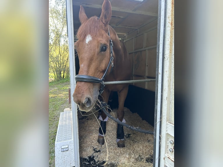 Selle Français Gelding 10 years 16,3 hh Bay in Arteixo